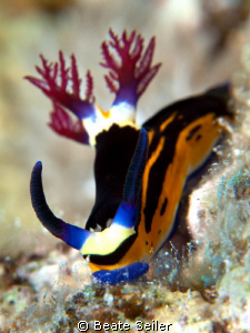 Nembrotha megalocera, taken with Canon G10 and UCL165 by Beate Seiler 